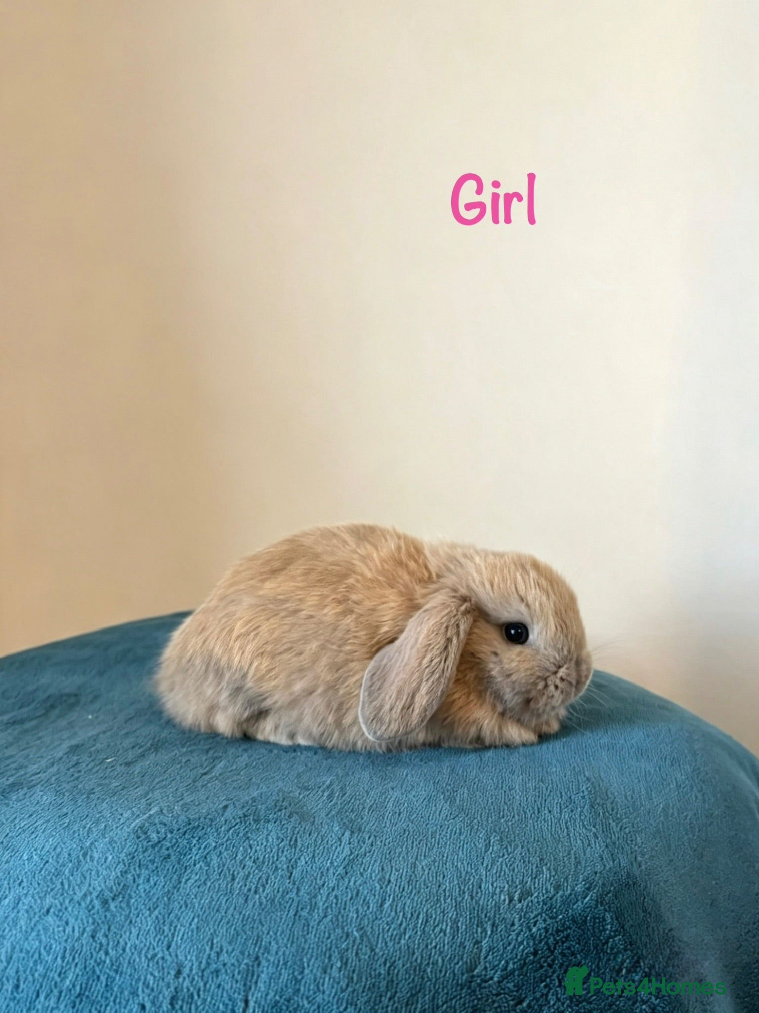 Mini Lop rabbits Baby Mini Lops Ready 01/09 - Advert 1
