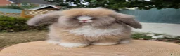 Angora rabbits for sale:  Super fluffy baby teddywidders  - Advert 7