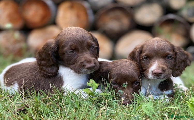 English Springer Spaniel dogs - Advert 2