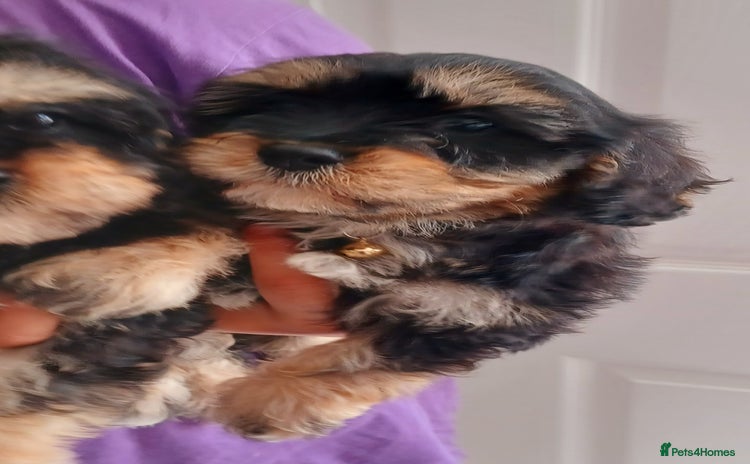 Cavapoo dogs - Advert 2