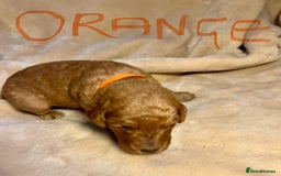 Double Doodle dogs for sale: Miniature GOLDENDOODLE puppies - Image 10