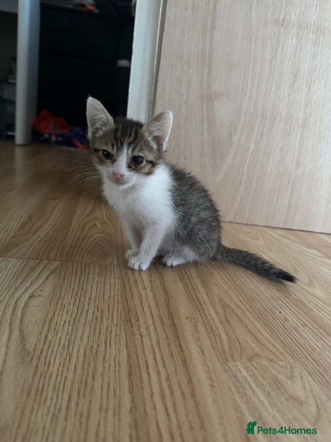 Mixed Breed cats for sale: Two beautiful ladies 💜 - Image 15
