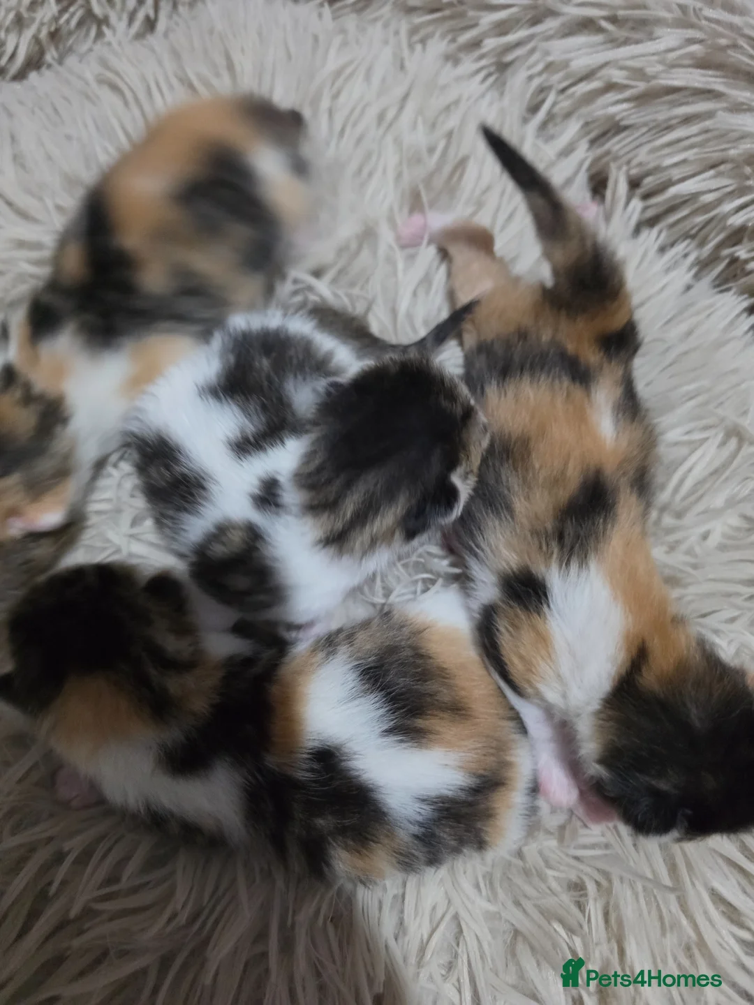 Mixed Breed cats for sale: look at all those tiny fluffballs!  - Advert 36