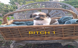 Jack Russell dogs for sale: Tremendous JRT puppies  - Image 21