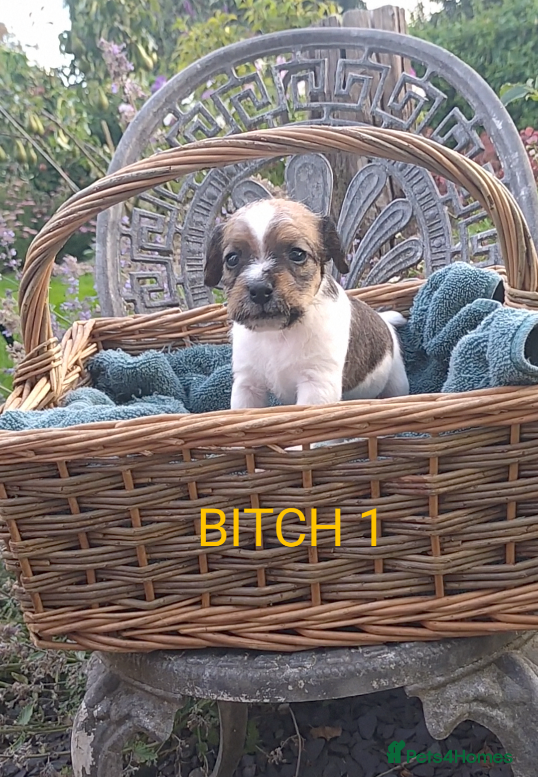 Jack Russell dogs for sale: Tremendous JRT puppies  - Image 21