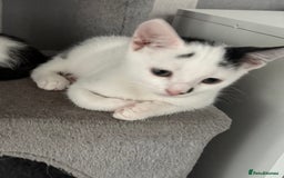 Mixed Breed cats for sale: *Ready to go* - Image 1