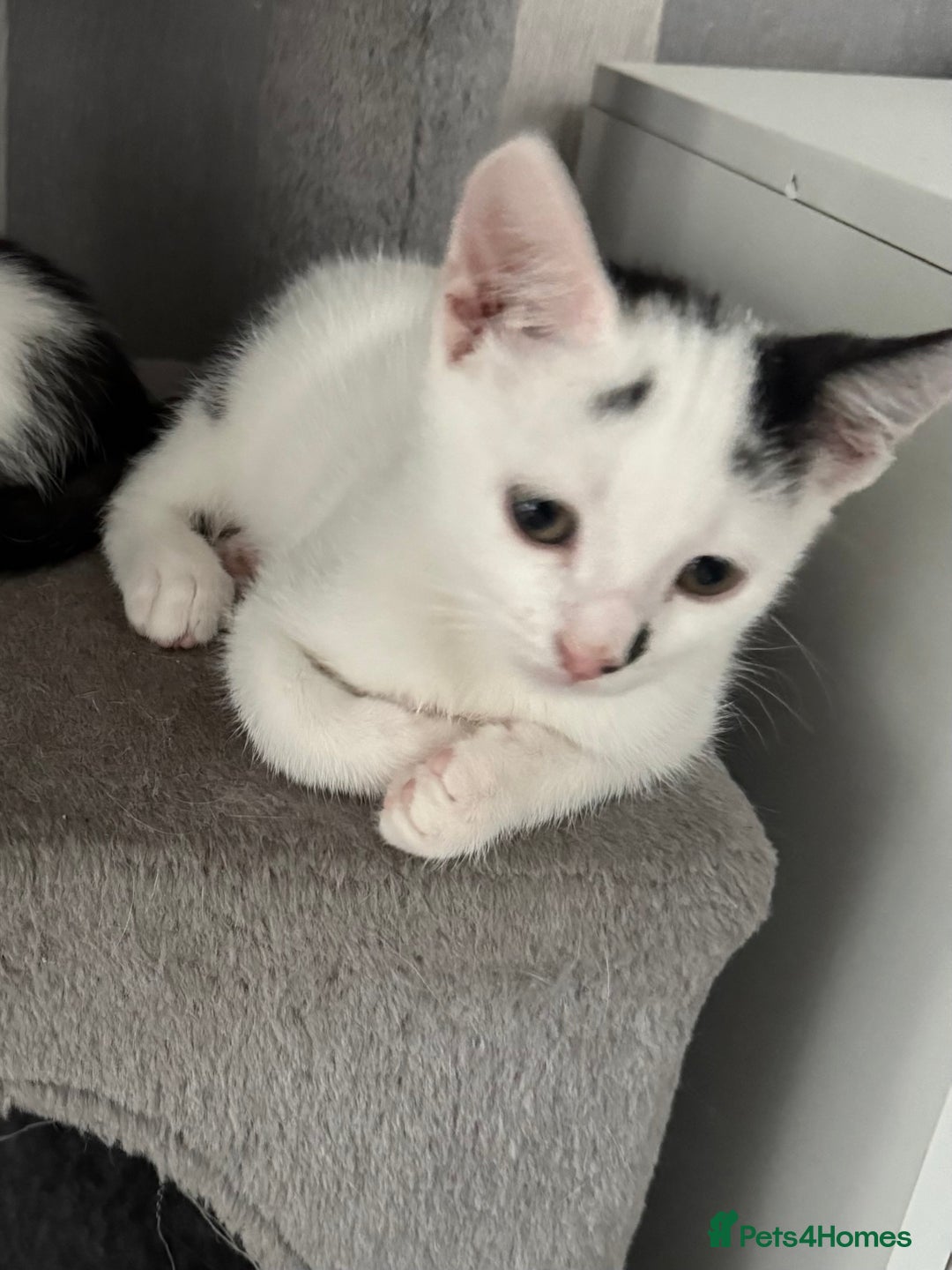 Mixed Breed cats for sale: *Ready to go* - Image 1