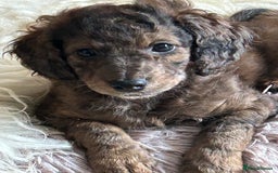 Cockapoo dogs for sale: Fb2 miniature cockapoo - Advert 24