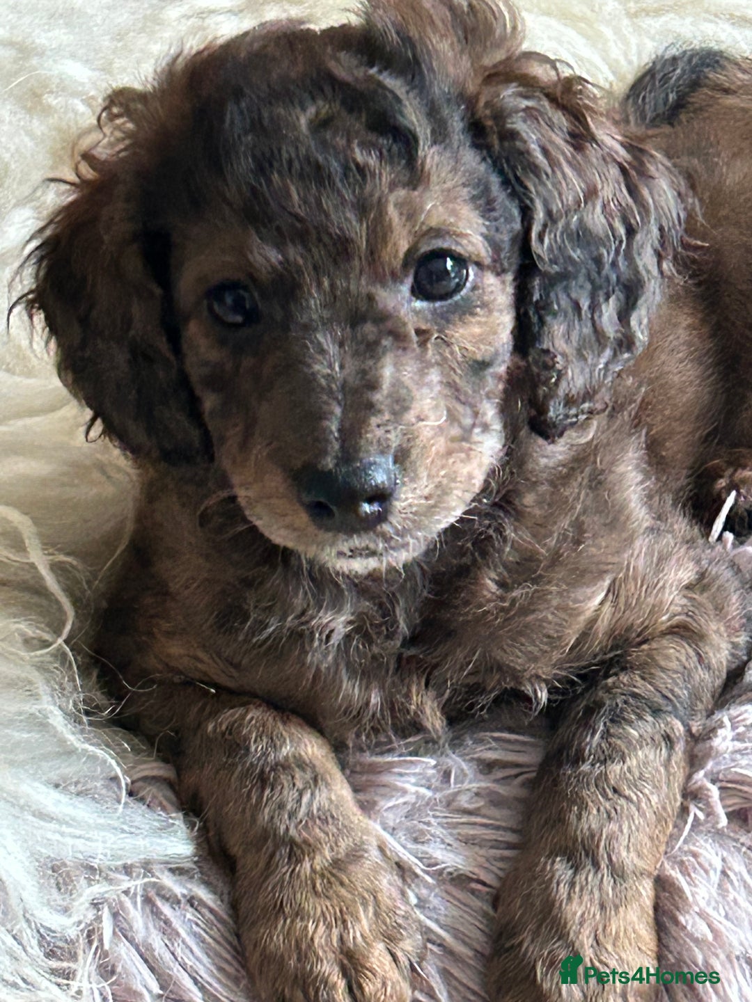 Cockapoo dogs for sale: Fb2 miniature cockapoo - Advert 24