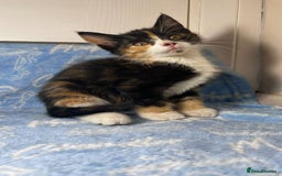 Mixed Breed cats for sale: 6 Lovely Kittens - Image 29