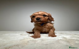 Cavapoo dogs for sale: F1 Cavapoo puppies.  - Image 22