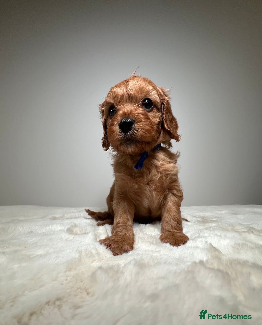 Cavapoo dogs for sale: F1 Cavapoo puppies.  - Image 22
