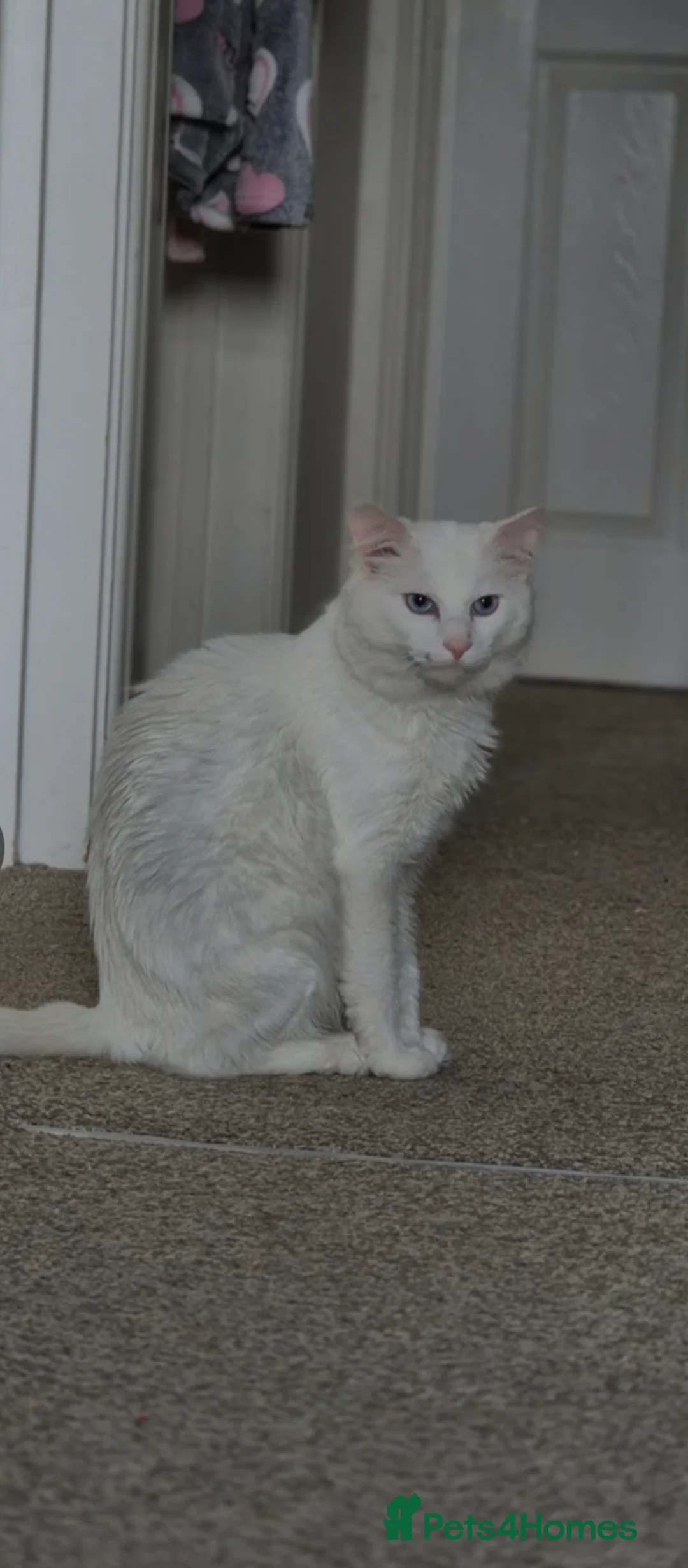 Turkish Angora cats for sale: Lovely cat looking for new home - Advert 2