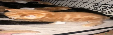 Mixed Breed Kitten 1