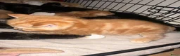 Mixed Breed cats for sale: Baby’s need a new loving home  - Advert 19