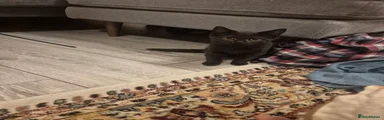 British Shorthair 1