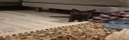British Shorthair cats for sale: British shorthair female 14 weeks - Advert 2