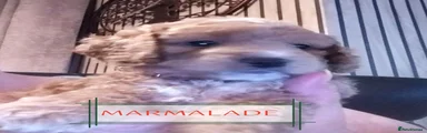 Marmalade 