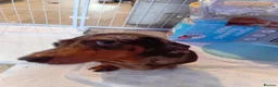 Dachshund dogs for sale: Minature dacshund pups in Northwich - Advert 2