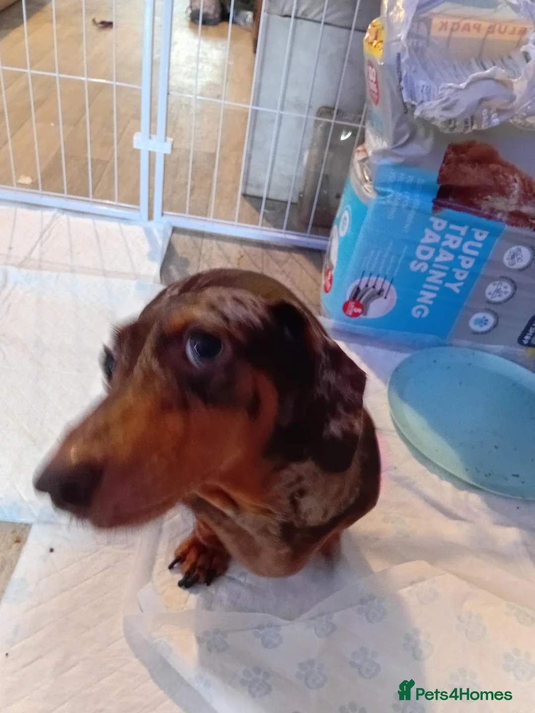 Dachshund dogs for sale: Minature dacshund pups in Northwich - Advert 2