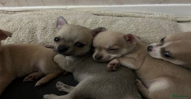 Chihuahua dogs - Advert 3