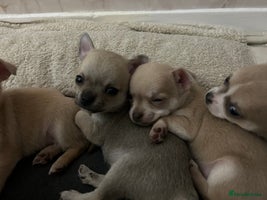 Chihuahua dogs - Advert 3