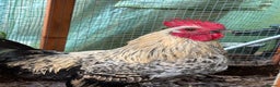 Chickens poultry for sale: Two bantam cockerels.   - Advert 1