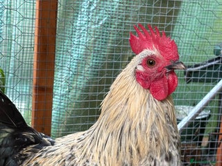 Chickens poultry Two bantam cockerels. - Advert 1