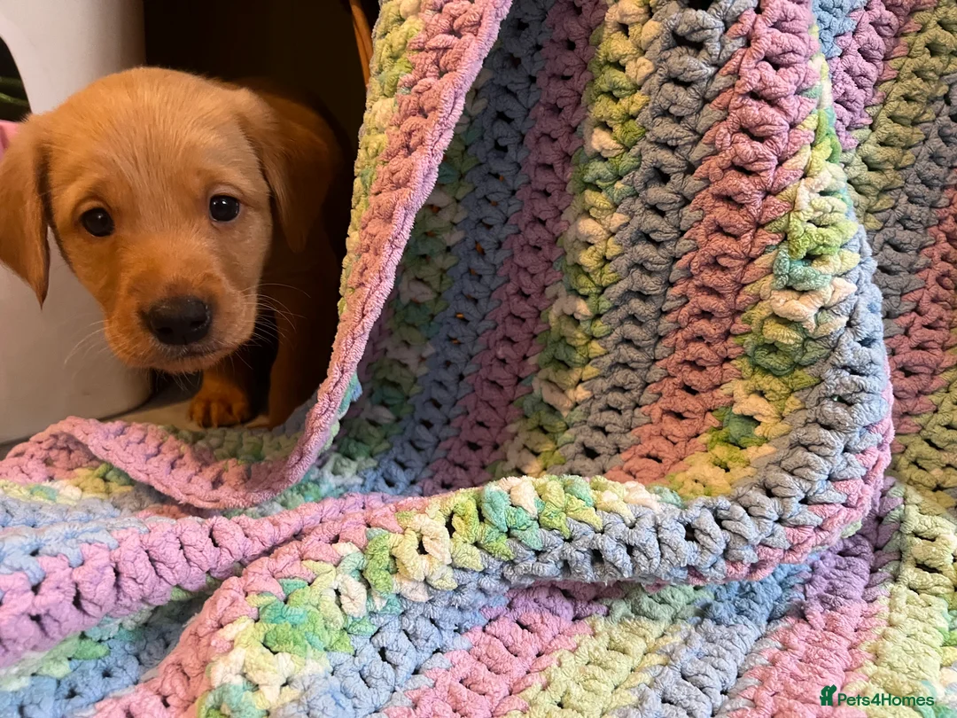 Labrador Retriever dogs for sale: Only one left KC Fox Red Labrador Puppies - Advert 8