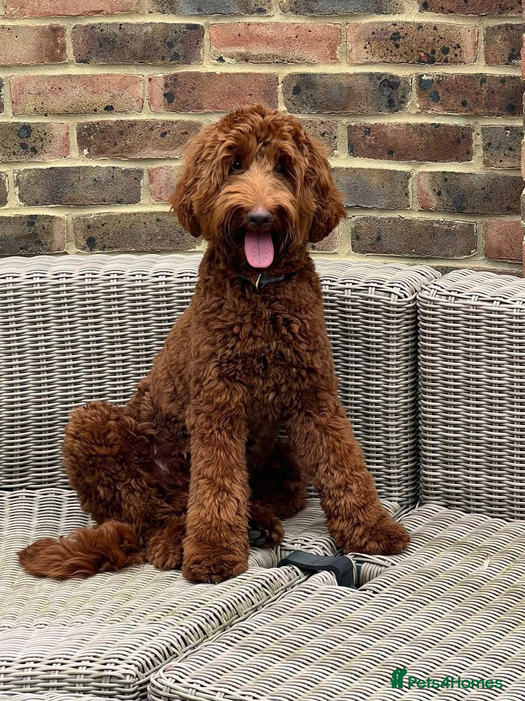 Australian Labradoodle dogs for sale: Litter due soon! - Advert 6