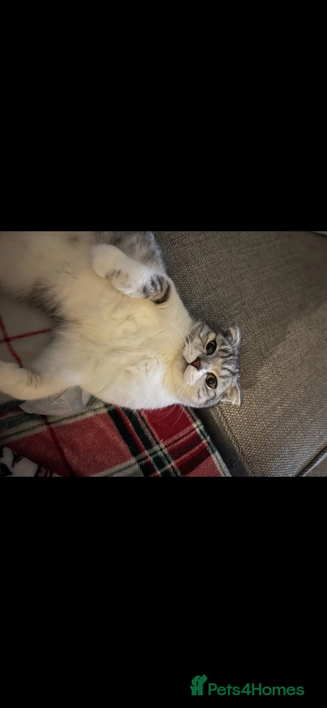 Mixed Breed cats for sale: Scottish fold mix male 1 year  - Advert 2