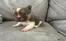 French Bulldog dogs for sale: Rare lilac and tan pied stunning visual fluffy  - Image 2