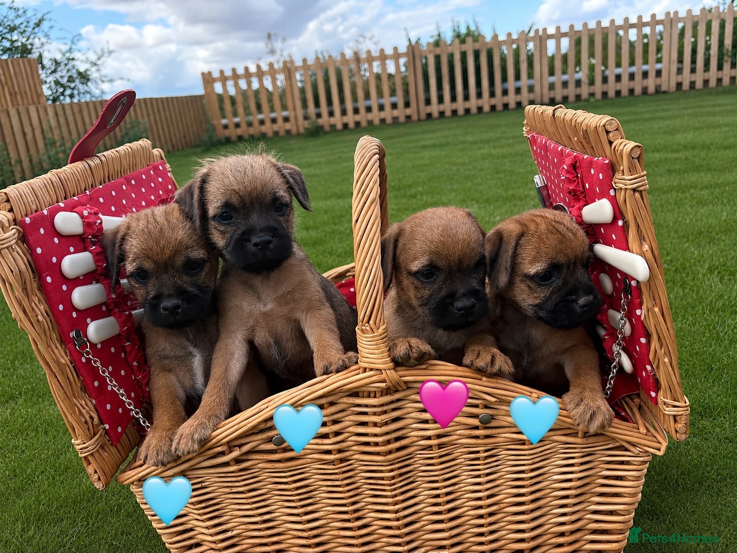 Border Terrier dogs Pure border terrier pups  - Advert 2