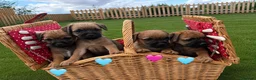 Border Terrier dogs for sale: Pure border terrier pups  - Advert 1