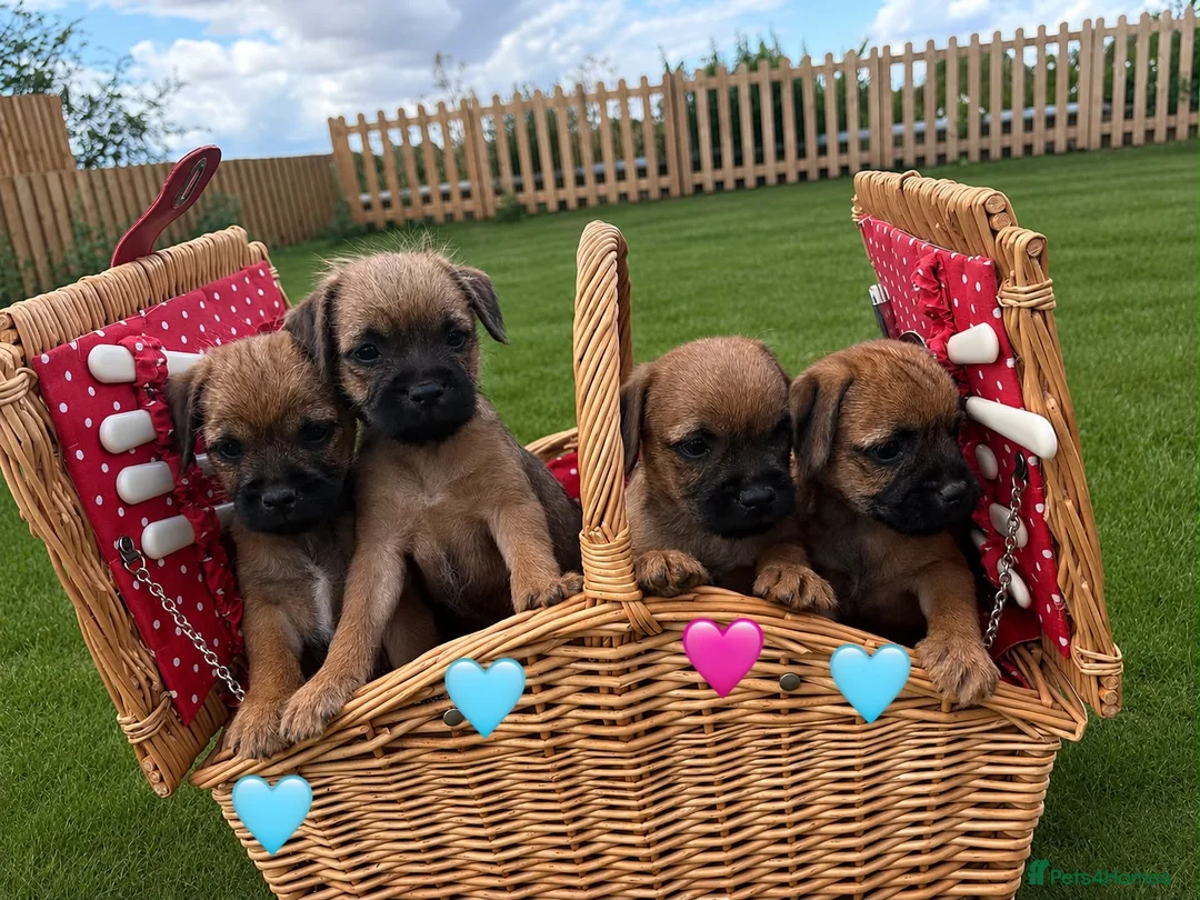 Border Terrier dogs for sale: Pure border terrier pups  - Advert 1
