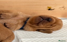 Labrador Retriever dogs for sale: Gorgeous Red Labrador Pups - Image 17