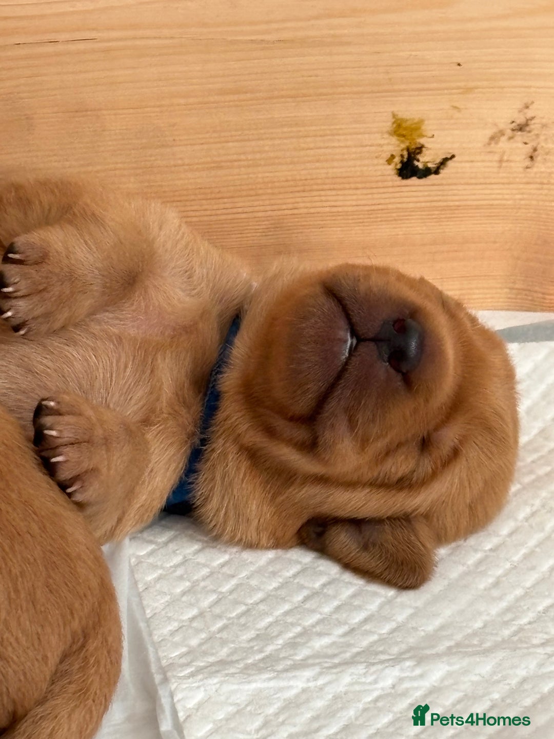 Labrador Retriever dogs for sale: Gorgeous Red Labrador Pups - Image 17
