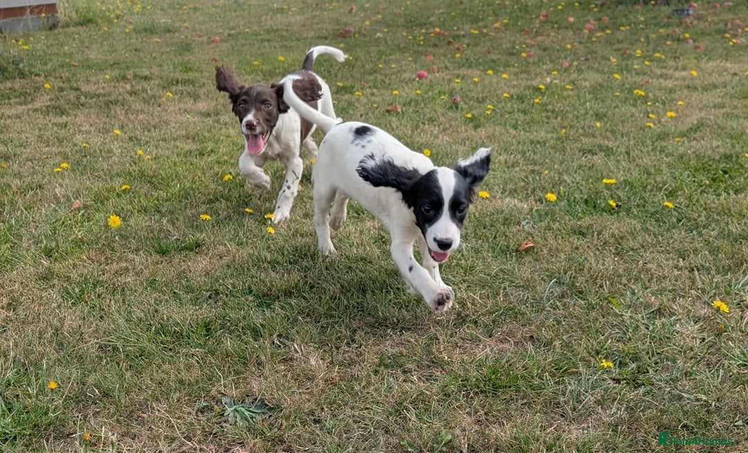 English Springer Spaniel dogs for sale: Springer spaniel pups ready now  - Image 7