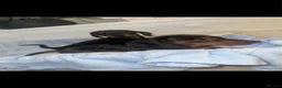 Miniature Dachshund dogs for sale: Miniature dachshund puppies  - Advert 6