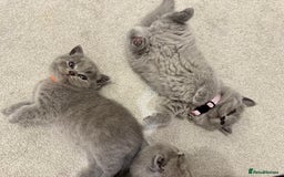 British Shorthair cats for sale: British Short Hair Kittens - Advert 10