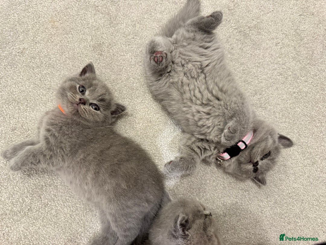 British Shorthair cats for sale: British Short Hair Kittens - Advert 10