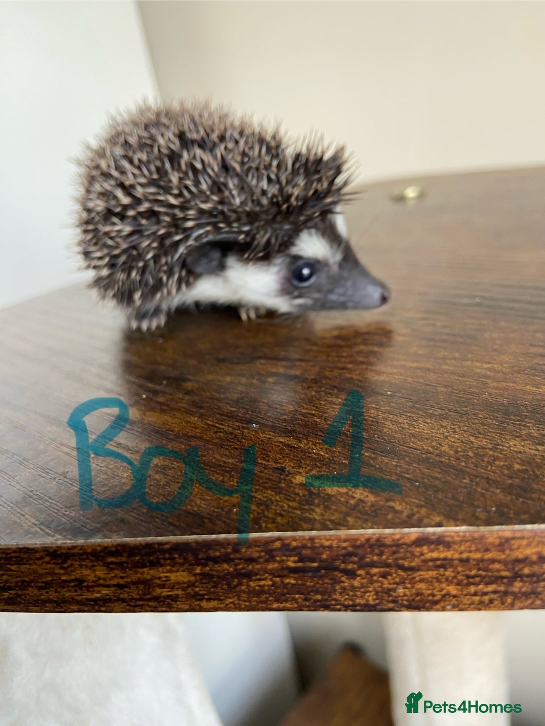 Pygmy Hedgehog rodents for sale: Pygmy Hedgehogs 🦔 - Advert 3