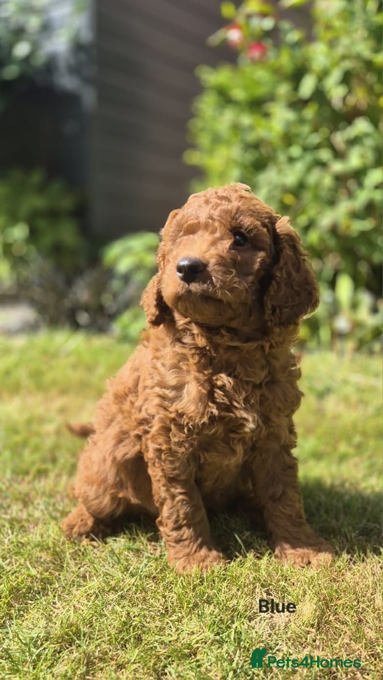 Goldendoodle dogs Red F1bb miniature Goldendoodles dna clear - Advert 1