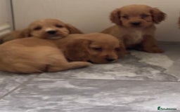 Cocker Spaniel dogs for sale: OUT STANDING GOLDEN SHOW TYPE COCKER SPANIEL  - Image 33
