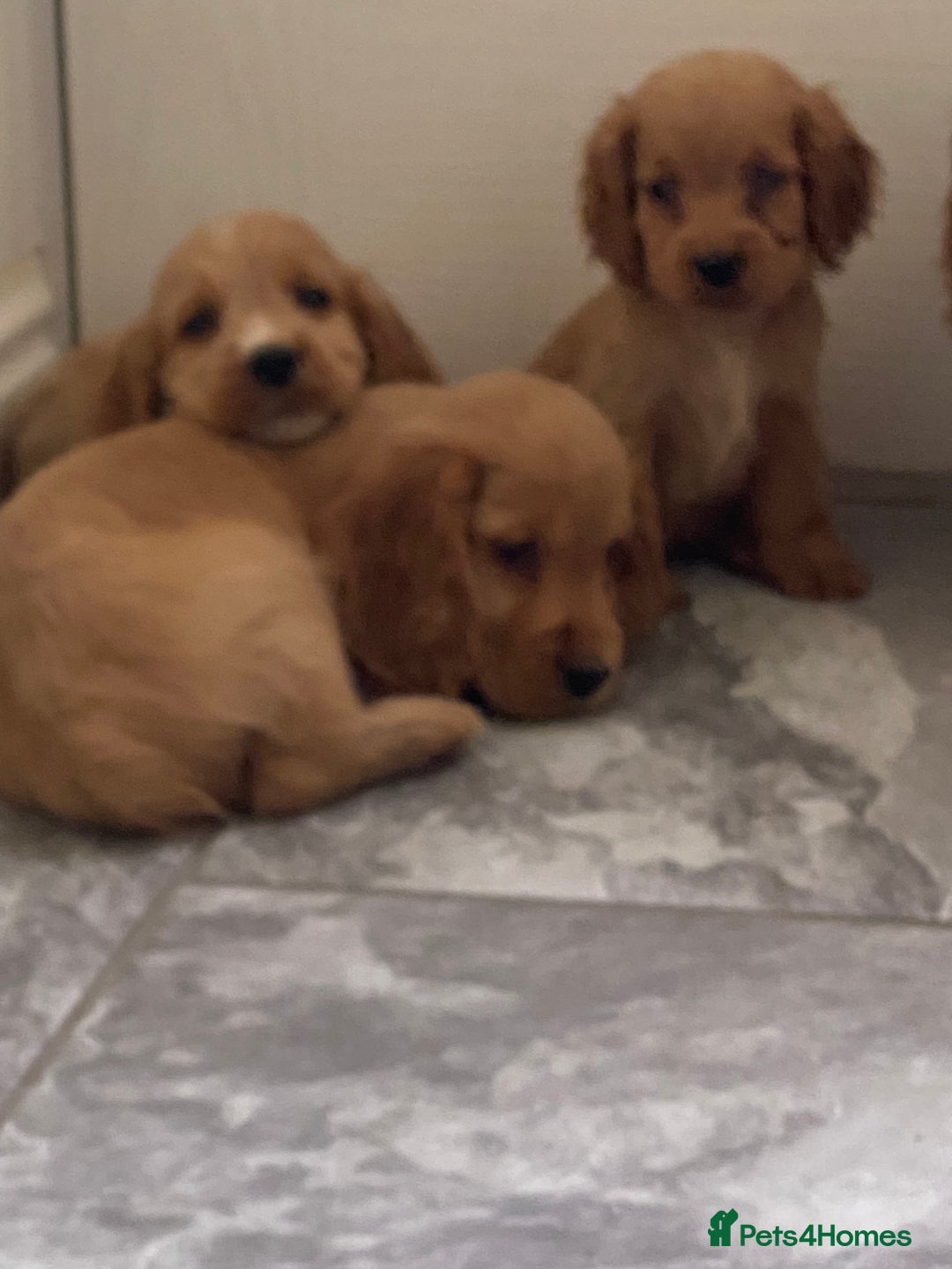 Cocker Spaniel dogs for sale: OUT STANDING GOLDEN SHOW TYPE COCKER SPANIEL  - Image 33
