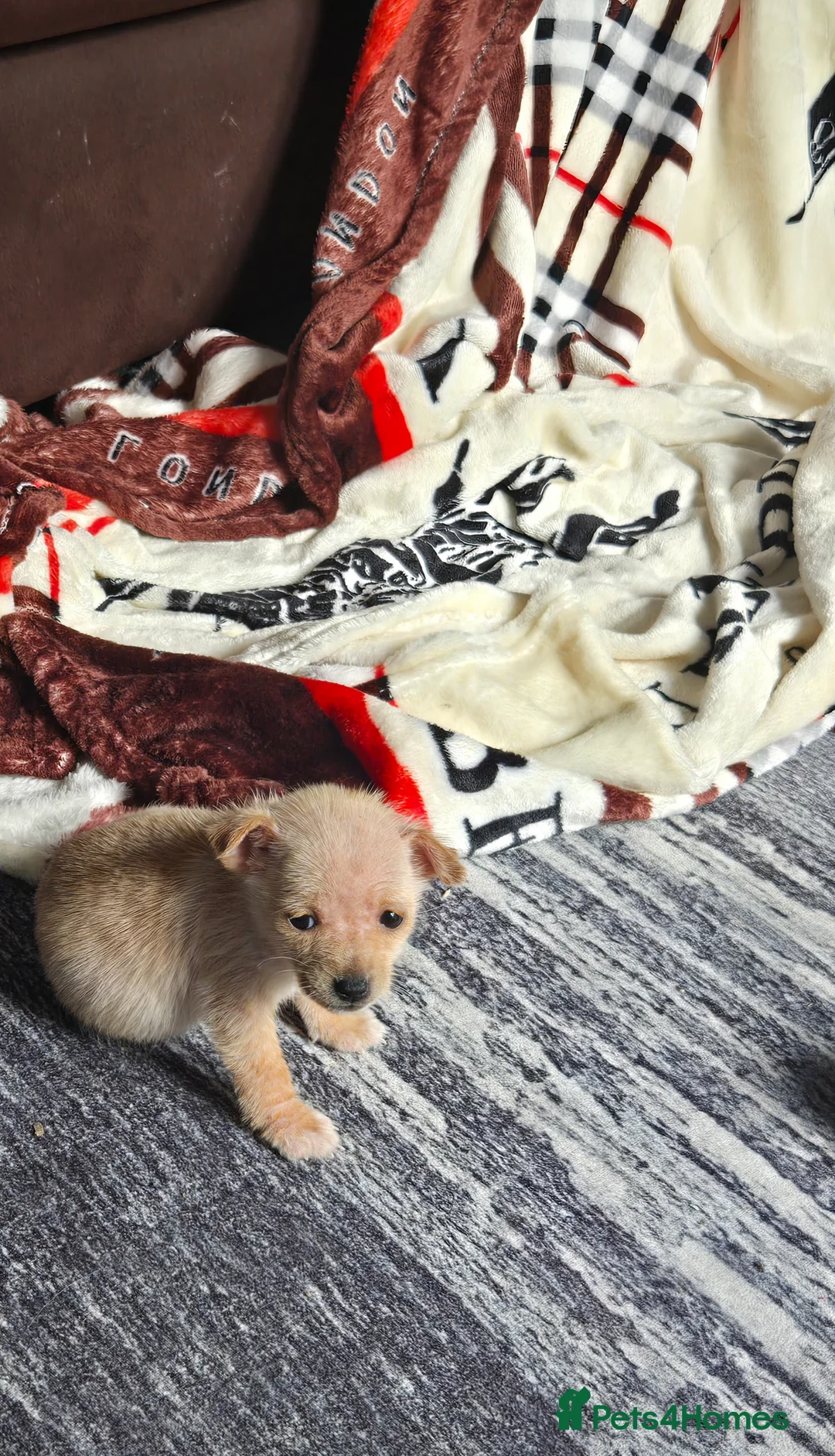 Jack Chi dogs for sale: Stunning chihuahua x jack russell pups - Advert 4