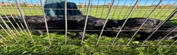 Labrador Retriever dogs for sale: Working Labradors  in Cheltenham - Advert 4