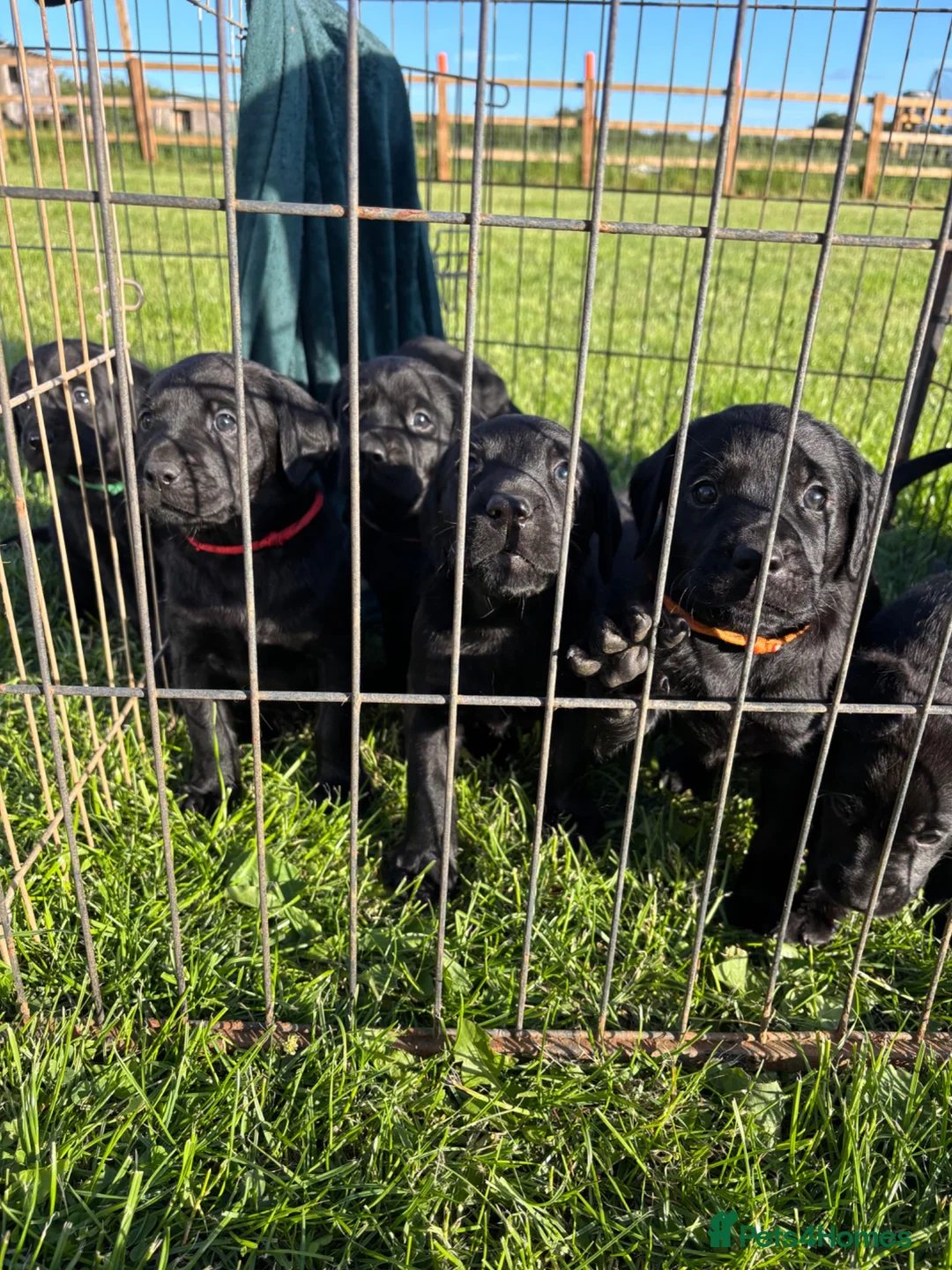 Labrador Retriever dogs for sale: Working Labradors  in Cheltenham - Advert 4
