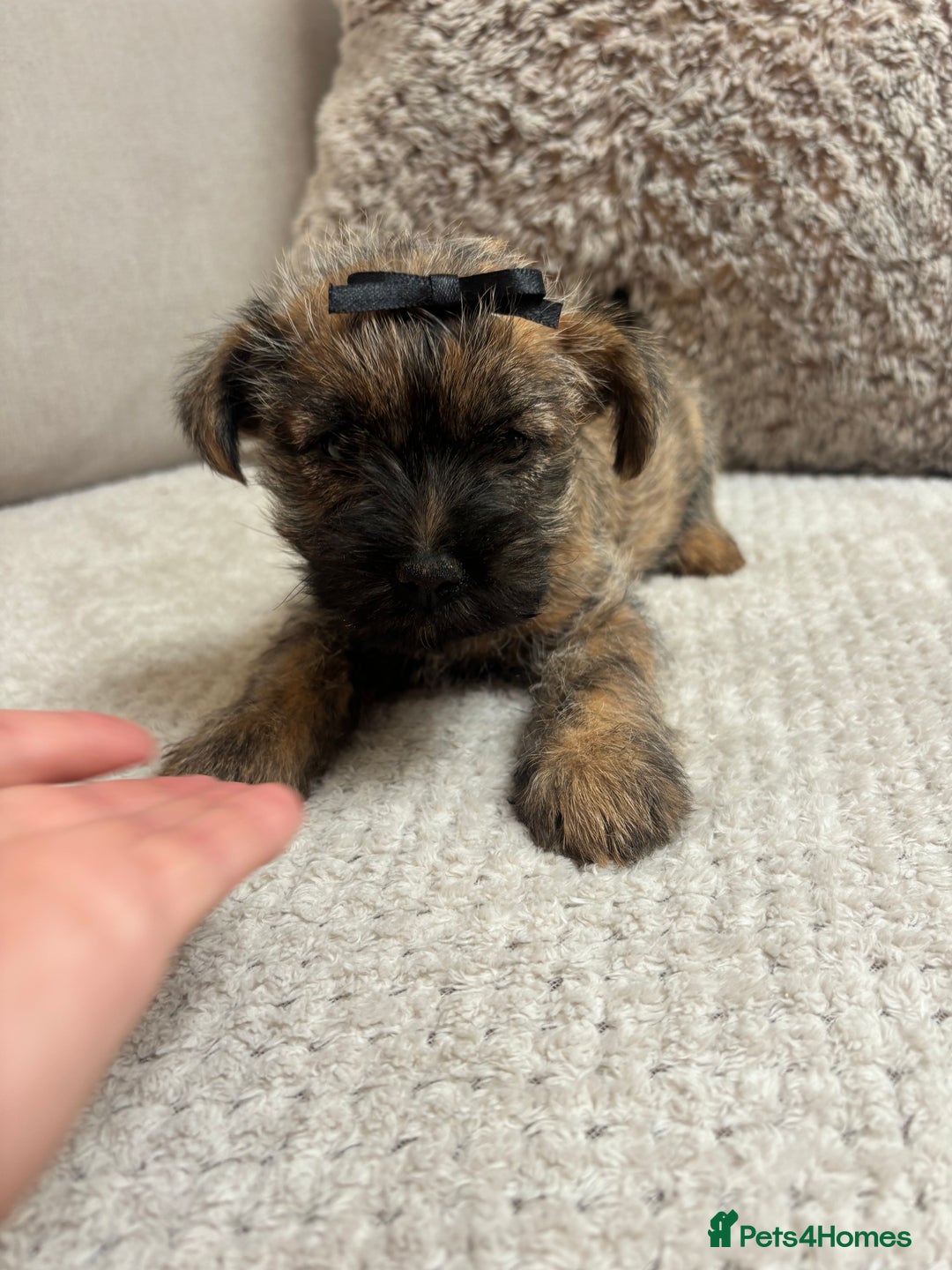 Cairn Terrier dogs for sale: Cairn terrier puppies  - Image 5