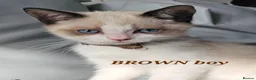 Ragdoll cats for sale: Friendly and playfull Ragdoll x  - Advert 29